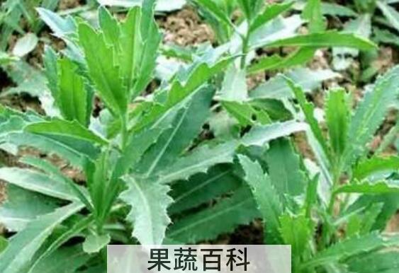 刺儿菜的食用方法教程