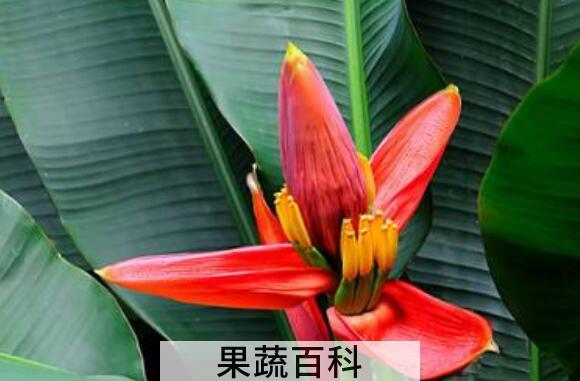 香蕉花怎么吃 香蕉花瓣的食用方法