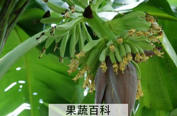 香蕉花怎么吃 香蕉花瓣的食用方法