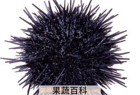 活海胆怎么保存 活海胆保存方法