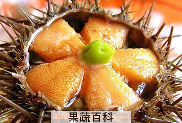 活海胆怎么保存 活海胆保存方法