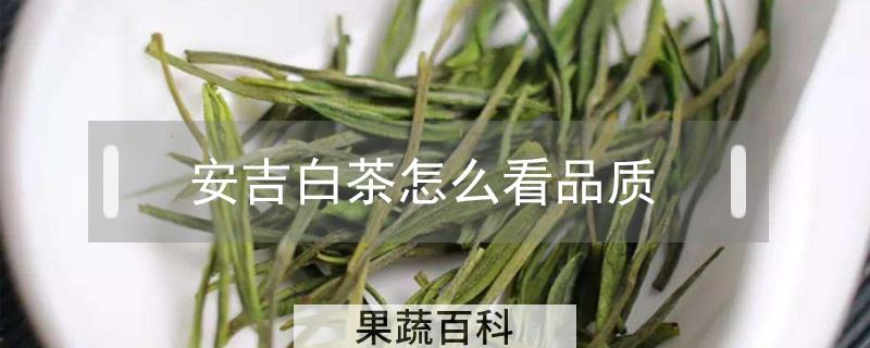 安吉白茶怎么看品质