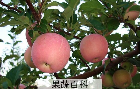 吃苹果的好处和坏处 吃苹果有什么好处 每天吃苹果的最佳时间