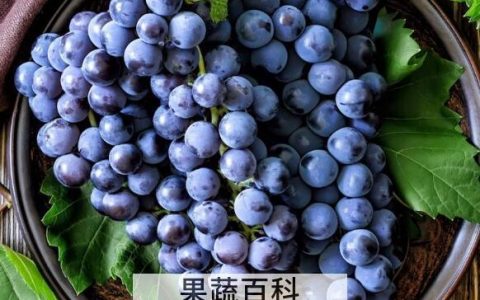 吃葡萄的好处和坏处 吃葡萄有什么好处