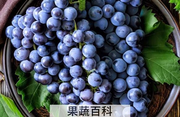 吃葡萄的好处和坏处 吃葡萄有什么好处