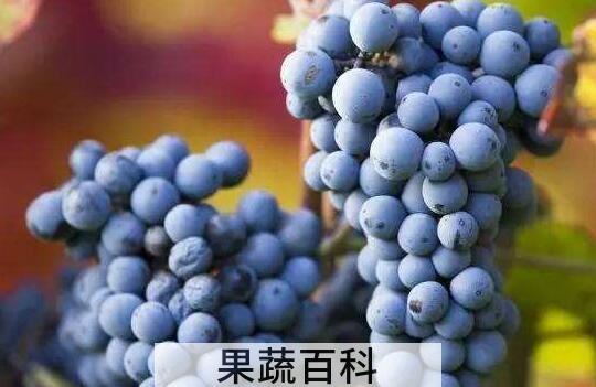 吃葡萄的好处和坏处 吃葡萄有什么好处