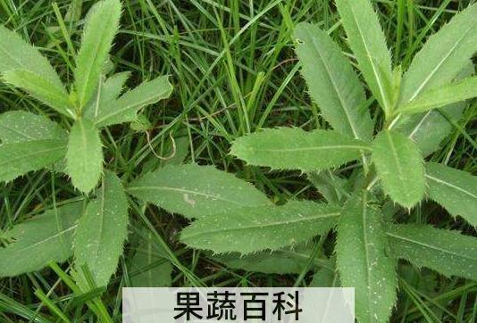 刺儿菜泡水喝好处与功效