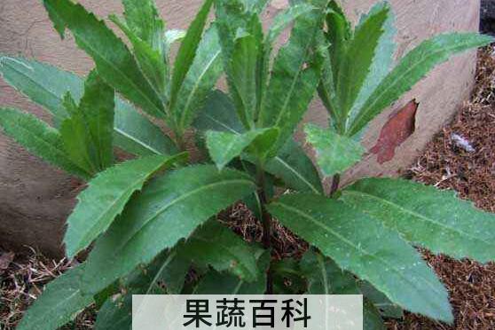 刺儿菜泡水喝好处与功效