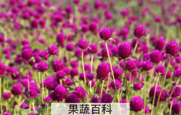 千日红和红巧梅有什么区别