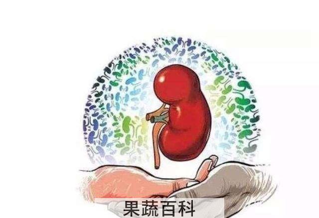 男人养肾最佳10食物