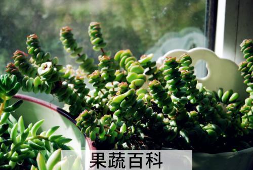 钱串子