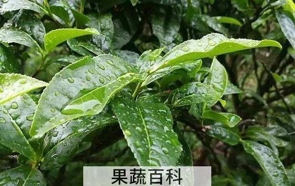 苦丁树花的功效与作用