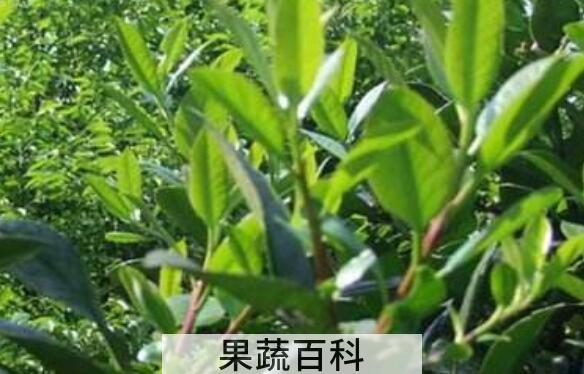 苦丁树花的功效与作用