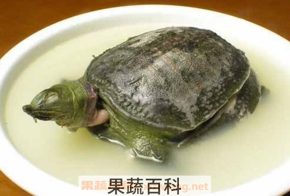 甲鱼血怎么吃最安全 甲鱼血的好处与吃法