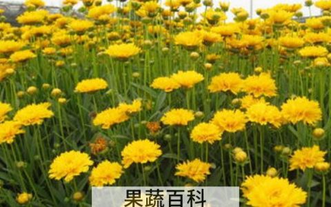 元芙菊泡水喝的功效与作用