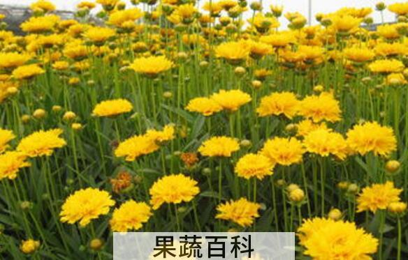 元芙菊泡水喝的功效与作用