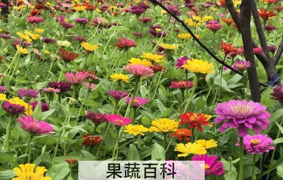 元芙菊泡水喝的功效与作用