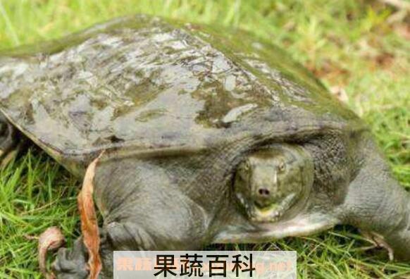 甲鱼怎么杀 杀甲鱼有什么忌讳