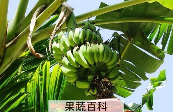 鸡吃芭蕉树有什么好处 芭蕉树喂猪有什么作用