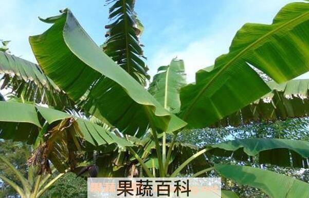 鸡吃芭蕉树有什么好处 芭蕉树喂猪有什么作用