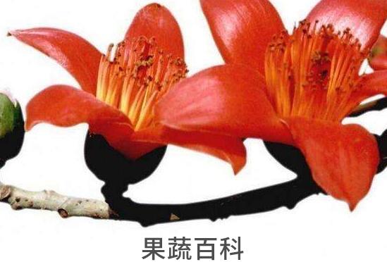 木棉花的功效与作用及药用价值