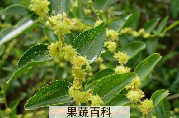 酸枣花的功效与作用 酸枣花的药用价值