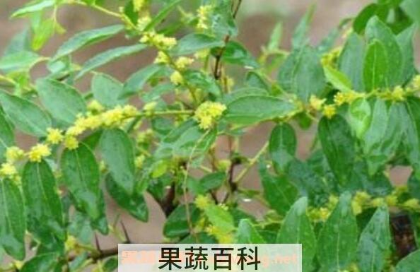 酸枣花的功效与作用 酸枣花的药用价值