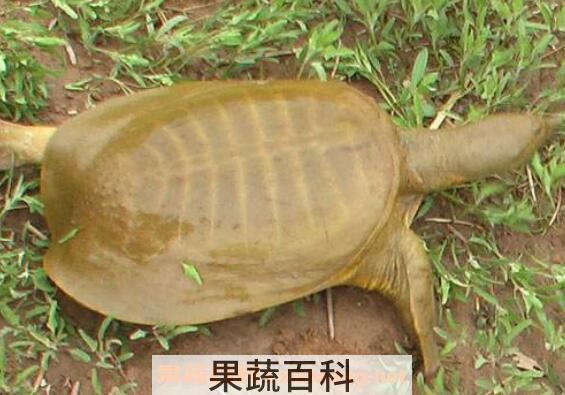 钓野生甲鱼的最佳方法