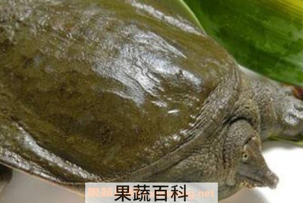 钓野生甲鱼的最佳方法