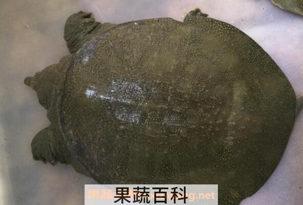 野生甲鱼和养殖甲鱼的区别