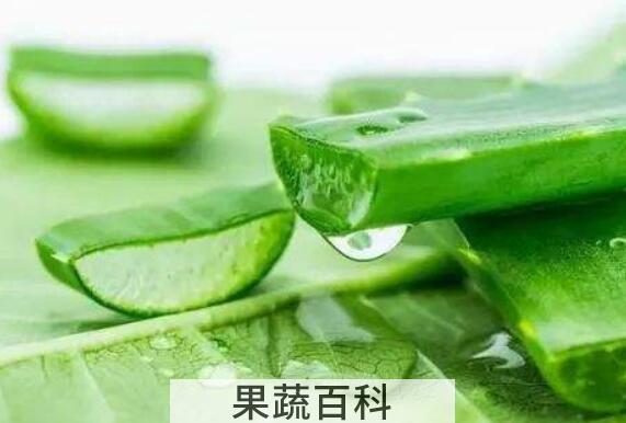 新鲜芦荟怎么保存 新鲜芦荟保存方法技巧