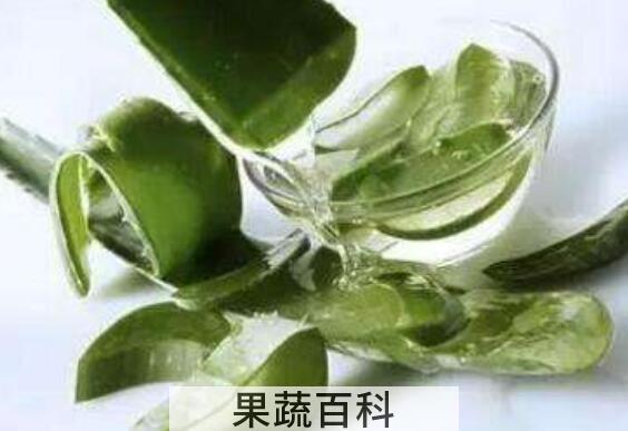 新鲜芦荟怎么保存 新鲜芦荟保存方法技巧