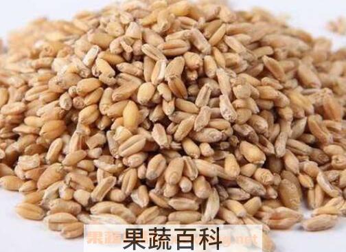 浮小麦的功效与作用及食用方法