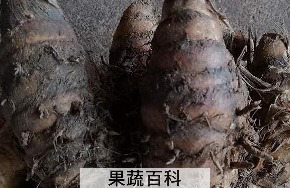 乌姜的作用与功效 乌姜的食用方法