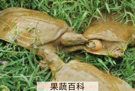 野生甲鱼怎么辨识 野生甲鱼的养殖方法