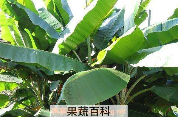 芭蕉树的功效与作用 芭蕉树的药用价值