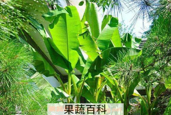 芭蕉树的功效与作用 芭蕉树的药用价值