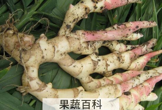 嫩生姜的功效与作用