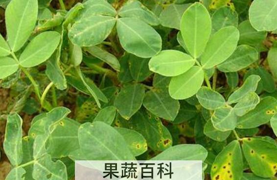 什么人不能喝花生叶 花生叶的禁忌