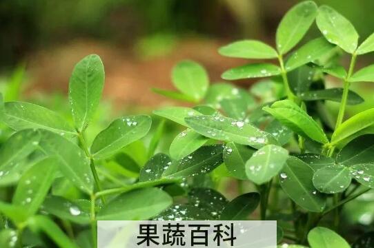 什么人不能喝花生叶 花生叶的禁忌