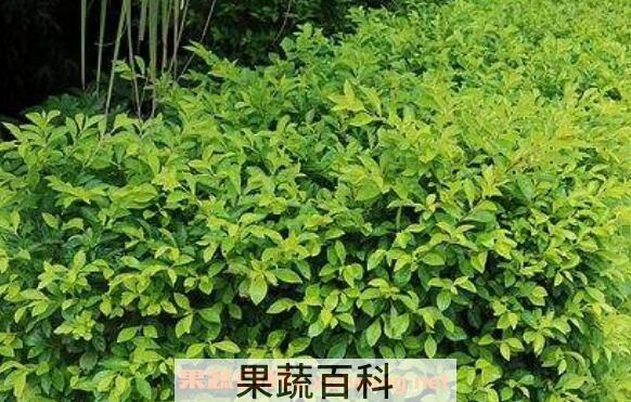 黄金叶怎么养 绿植黄金叶的养护管理