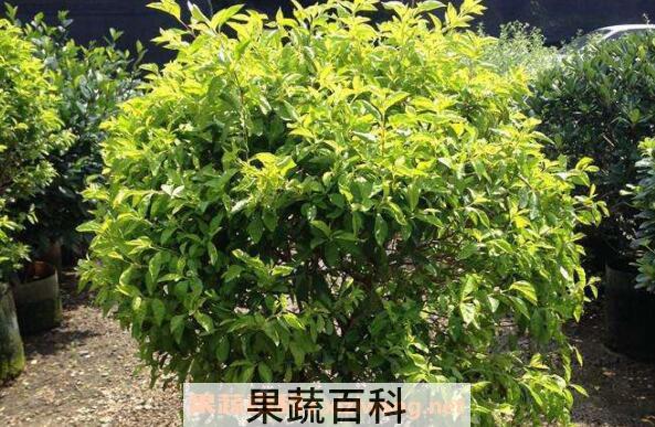 黄金叶怎么养 绿植黄金叶的养护管理