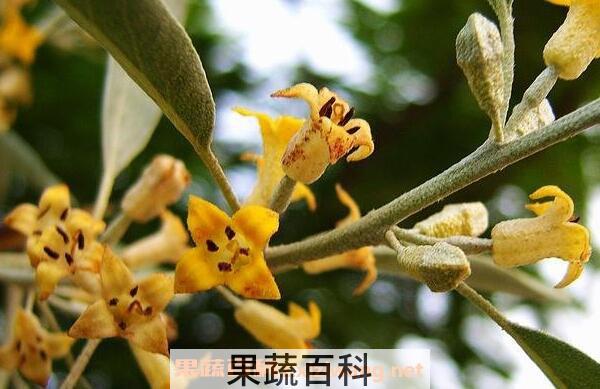 沙枣花泡水的功效与作用