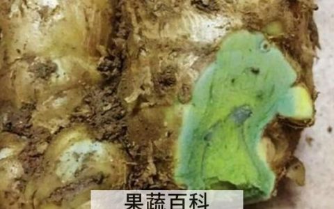 蓝姜的功效与作用与副作用