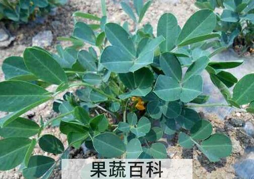花生叶泡水的功效与危害