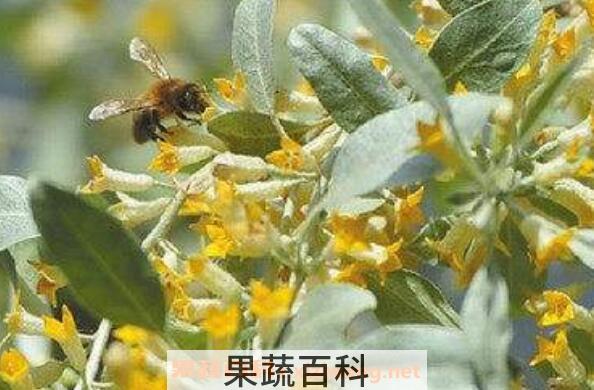 沙枣花的功效与作用 沙枣花的禁忌