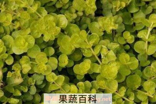 金叶过路黄怎么养 金叶过路黄的缺点