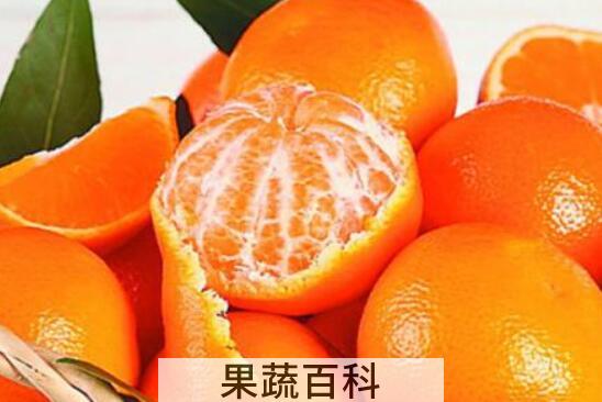 橘子和桔子有什么区别