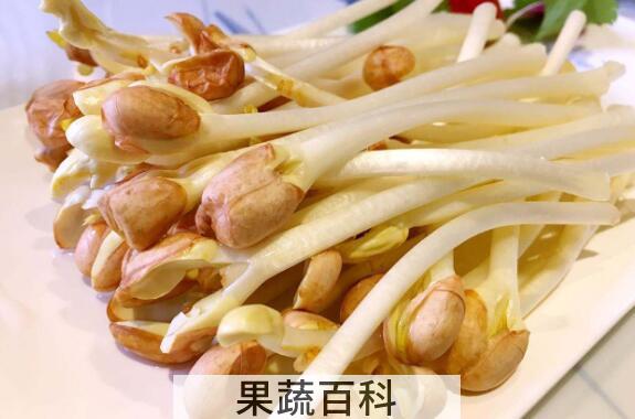 花生芽的功效与作用及禁忌