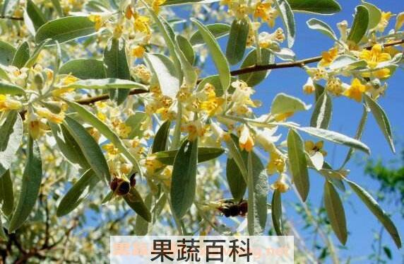 沙枣花怎么吃 沙枣花的吃法